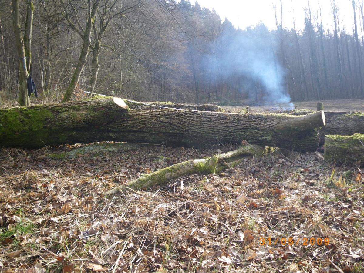 Gefällter Baumstamm im winterlichen Wald